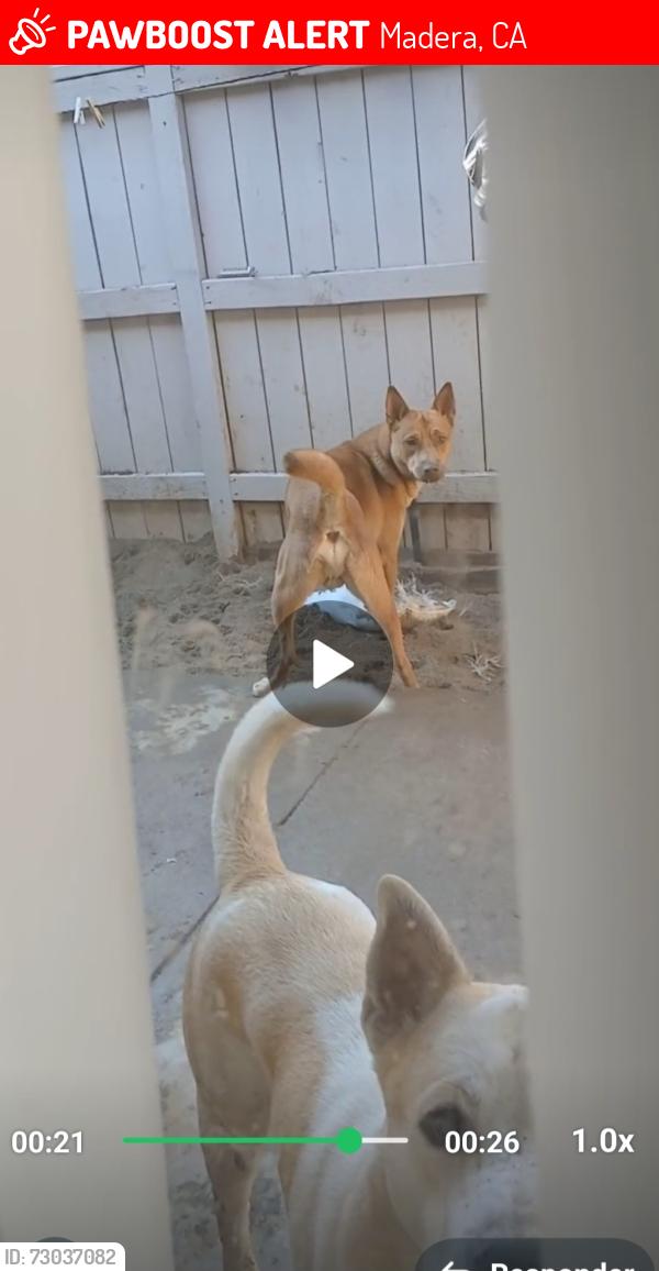 Lost Male Dog last seen Road 26 madera ca 93638, Madera, CA 93637