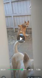Lost Male Dog last seen Road 26 madera ca 93638, Madera, CA 93637