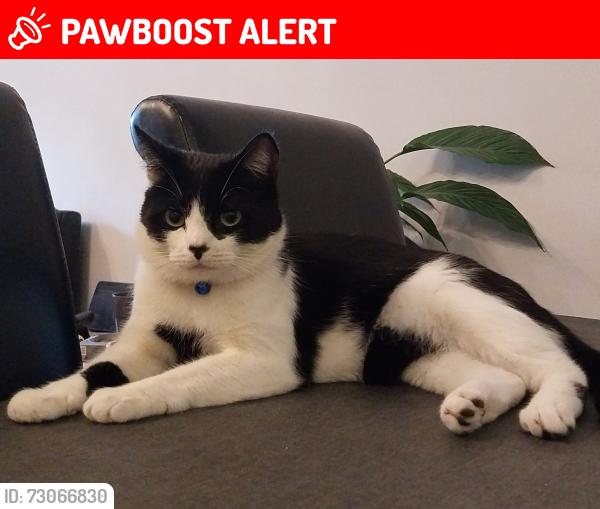 Lost Male Cat last seen  waddon new road , Greater London, England CR0