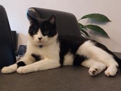 Lost Male Cat last seen  waddon new road , Greater London, England CR0