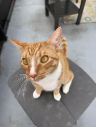 Lost Male Cat last seen Blue Sky blvd, Haines City, FL 33844