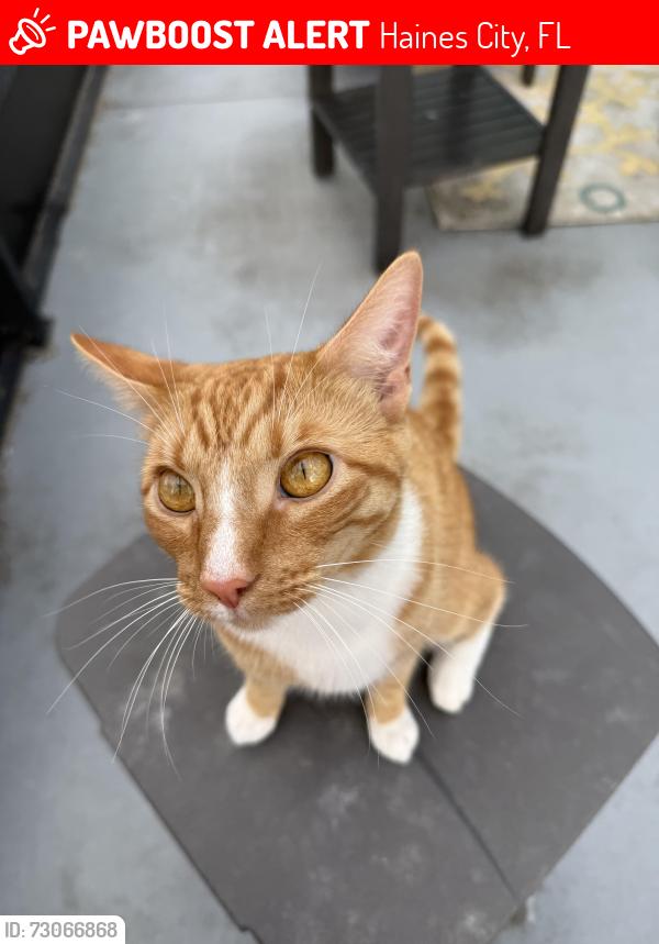 Lost Male Cat last seen Blue Sky blvd, Haines City, FL 33844