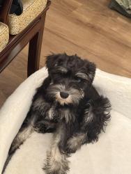 Found/Stray Unknown Dog last seen Tyndall pkwy, Callaway, FL 32404