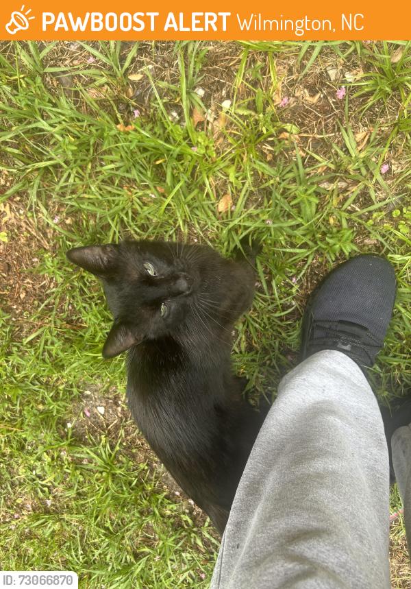 Found/Stray Unknown Cat last seen Wesley avenue and pine clay road, Wilmington, NC 28403