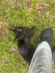 Found/Stray Unknown Cat last seen Wesley avenue and pine clay road, Wilmington, NC 28403