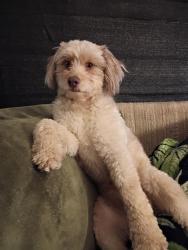 Lost Male Dog last seen Baldwin Rd and E. Livingston , Reynoldsburg, OH 43068