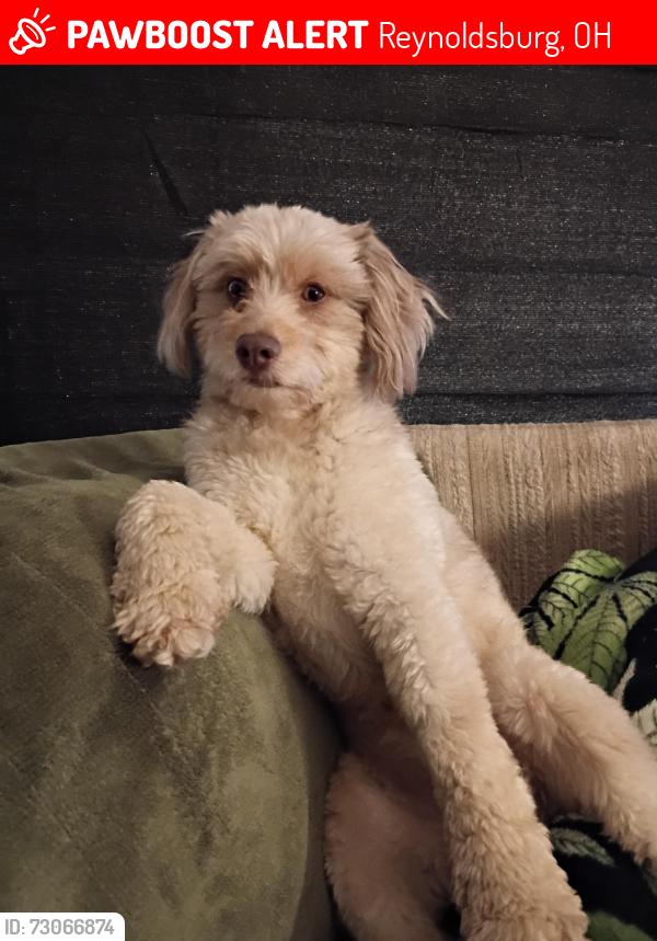 Lost Male Dog last seen Baldwin Rd and E. Livingston , Reynoldsburg, OH 43068