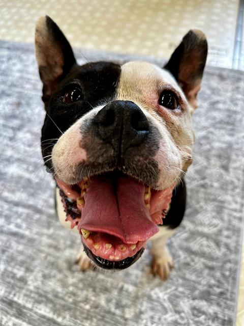 Shelter Stray Female Dog last seen CHARLOTTE, 8315 Byrum Dr, Charlotte, NC 28217, USA