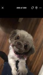 Reunited Female Dog last seen Lowell ave, Central Islip, NY 11722