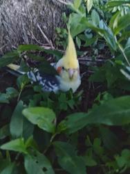 Found/Stray Unknown Bird last seen Sunset Lakes Disc Golf Course, St. Louis, MO 63127