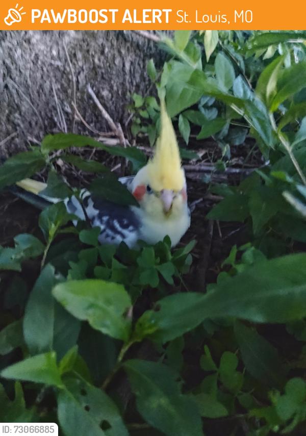 Found/Stray Unknown Bird last seen Sunset Lakes Disc Golf Course, St. Louis, MO 63127