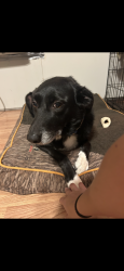 Lost Female Dog last seen Glenhaven dr, Arnold, MO 63010