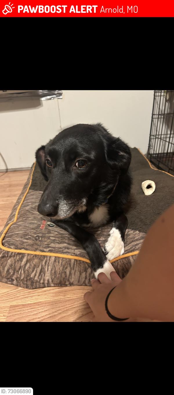 Lost Female Dog last seen Glenhaven dr, Arnold, MO 63010