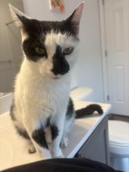 Found/Stray Male Cat last seen N 8th Ave., Lebanon PA, Lebanon, PA 17046