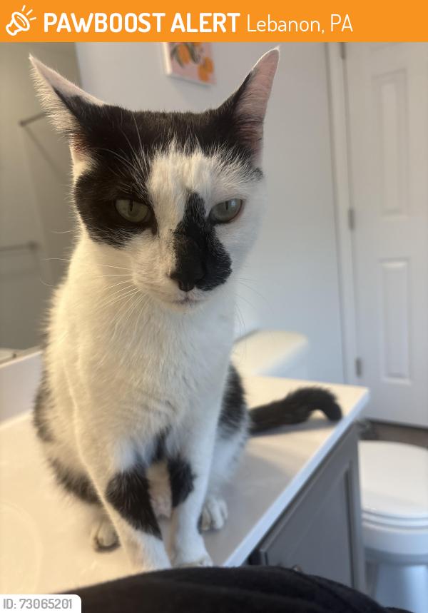 Found/Stray Male Cat last seen N 8th Ave., Lebanon PA, Lebanon, PA 17046