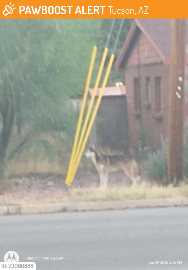 Found/Stray Unknown Dog last seen longfellow/3rd street, Tucson, AZ 85711