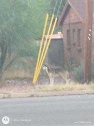 Found/Stray Unknown Dog last seen longfellow/3rd street, Tucson, AZ 85711