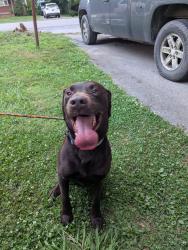 Found/Stray Male Dog last seen Elm drive, Maryville, TN 37804