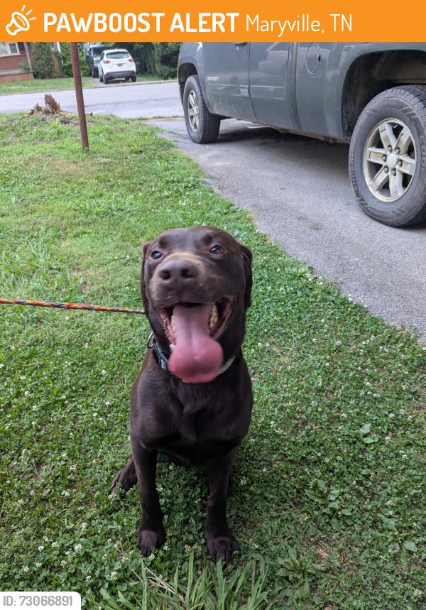 Found/Stray Male Dog last seen Elm drive, Maryville, TN 37804