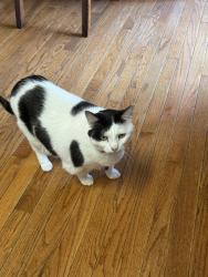 Lost Female Cat last seen Lebenon rd, Mebane, NC 27302