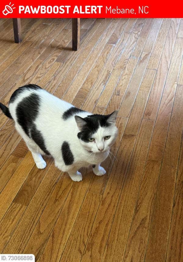 Lost Female Cat last seen Lebenon rd, Mebane, NC 27302