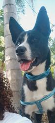 Lost Male Dog last seen Na rua da Judith bolos, Jardim Alterosa, MG 