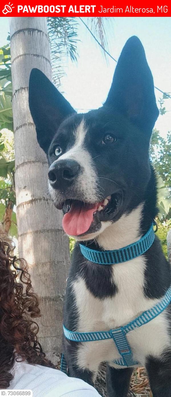 Lost Male Dog last seen Na rua da Judith bolos, Jardim Alterosa, MG 