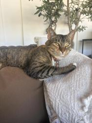 Lost Female Cat last seen Reservoir near Lago Lindo, Montevideo, and Camino del Norte , Rancho Santa Fe, CA 92091