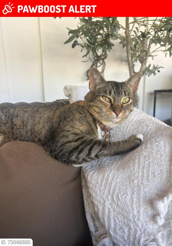 Lost Female Cat last seen Reservoir near Lago Lindo, Montevideo, and Camino del Norte , Rancho Santa Fe, CA 92091