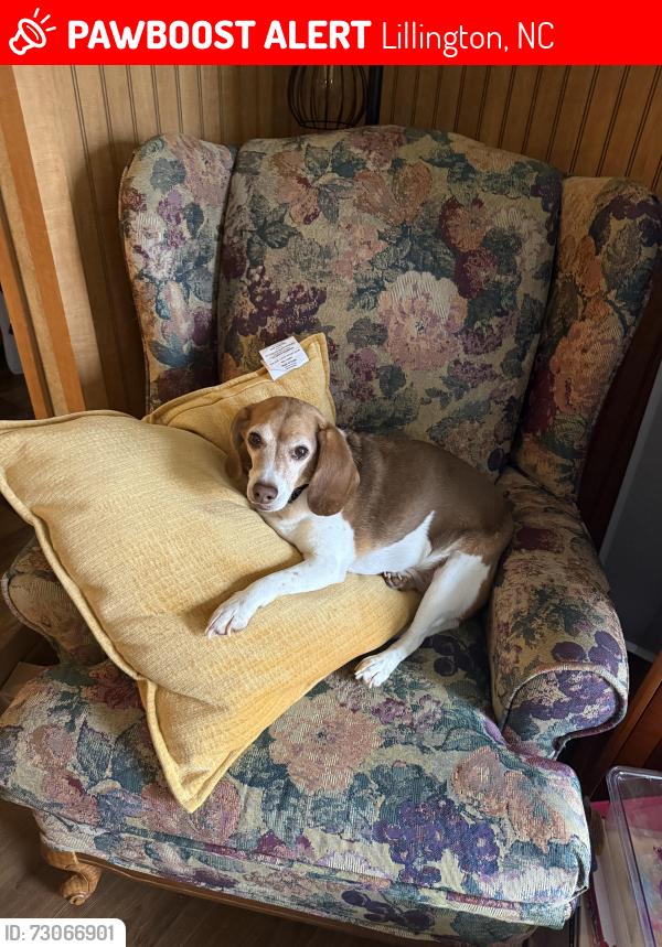 Lost Male Dog last seen Bridle creek dr, Lillington, NC 27546