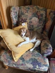 Lost Male Dog last seen Bridle creek dr, Lillington, NC 27546