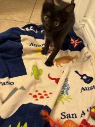 Reunited Unknown Cat last seen In a tree on Merrymount Dr, Harris County, TX 77450