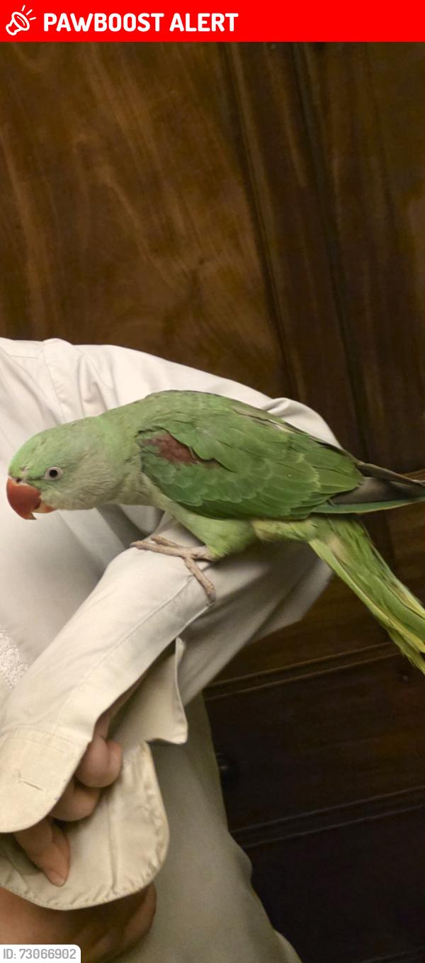 Lost Female Bird last seen Westfield road, Bedford, England MK40 4LQ