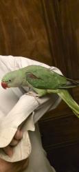 Lost Female Bird last seen Westfield road, Bedford, England MK40 4LQ