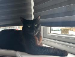 Reunited Male Cat last seen Croyland road, close to the tracks, Greater London, England N9 7BG