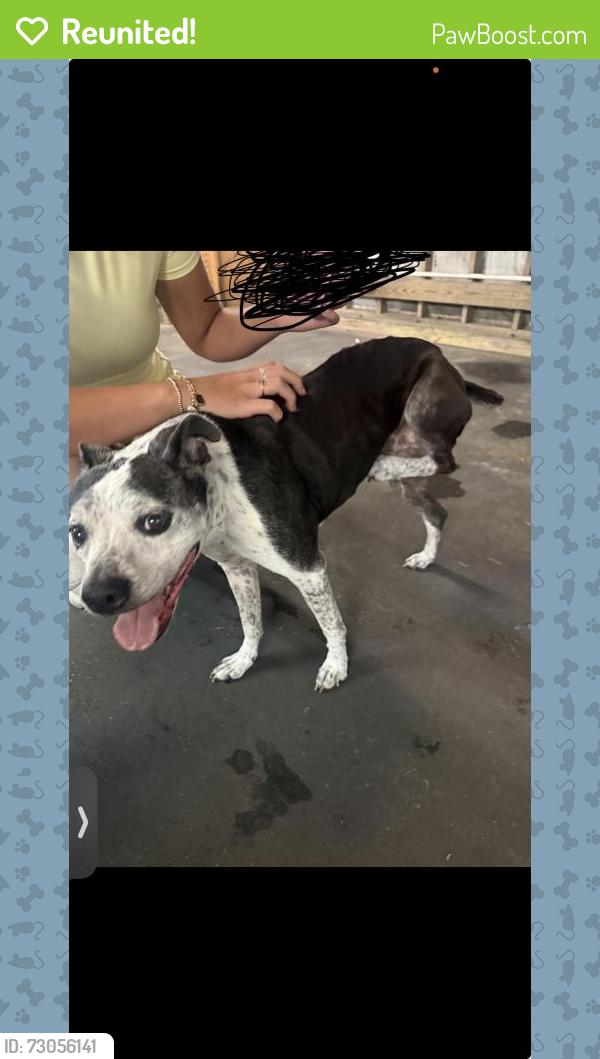 Reunited Male Dog last seen Legacy golf club , Panama City Beach, FL 32407