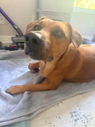 Found/Stray Female Dog last seen Tropical shores drive se, St. Petersburg, FL 33705