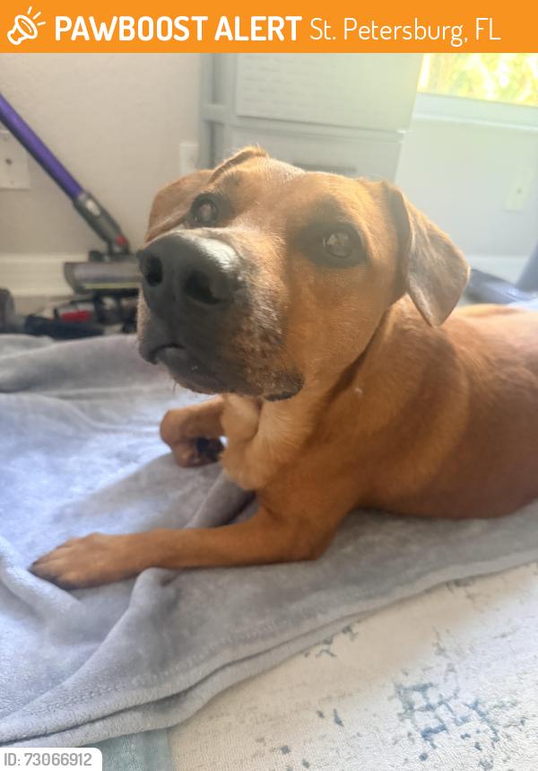 Found/Stray Female Dog last seen Tropical shores drive se, St. Petersburg, FL 33705