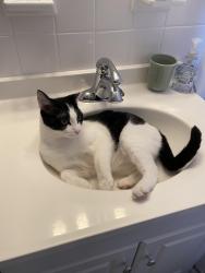 Lost Female Cat last seen Near crescent rd, woburn, ma, Woburn, MA 01801