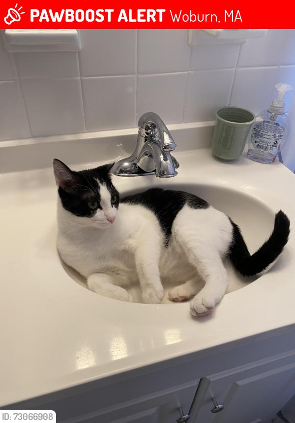 Lost Female Cat last seen Near crescent rd, woburn, ma, Woburn, MA 01801