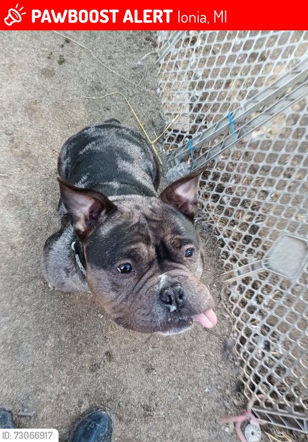 Lost Female Dog last seen State Park on David Hwy in Ionia, Ionia, MI 48846