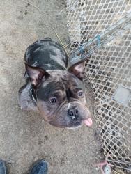 Lost Female Dog last seen State Park on David Hwy in Ionia, Ionia, MI 48846