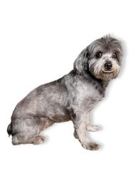 Lost Female Dog last seen Near Fred Hunter Cemetery & Taft St , Hollywood, FL 33024