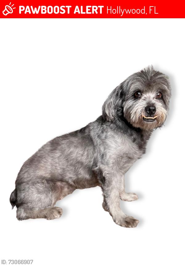 Lost Female Dog last seen Near Fred Hunter Cemetery & Taft St , Hollywood, FL 33024
