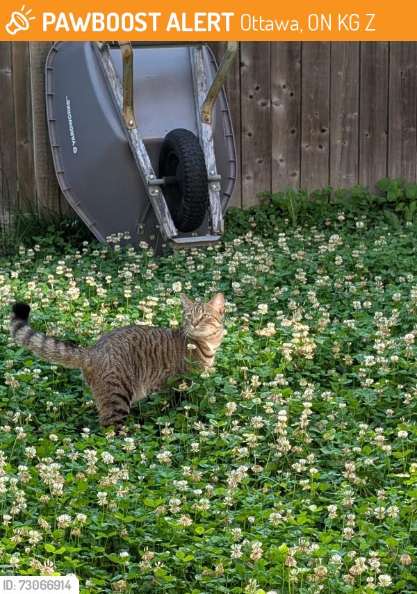 Found/Stray Male Cat last seen Markland Crescent and Roblyn Way , Ottawa, ON K2G 5Z3