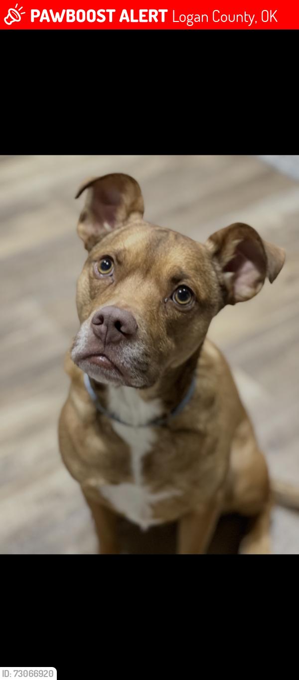 Lost Male Dog last seen Simpson Dr and Western Ave in N Edmond, Logan County, OK 73025