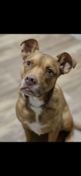 Lost Male Dog last seen Simpson Dr and Western Ave in N Edmond, Logan County, OK 73025