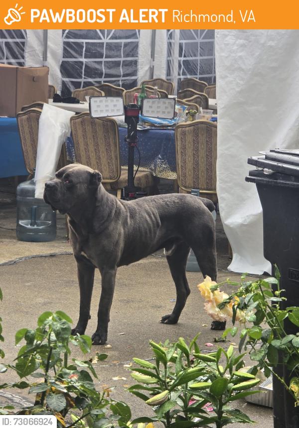 Found/Stray Male Dog last seen Global Court, Richmond, VA 23234