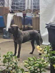Found/Stray Male Dog last seen Global Court, Richmond, VA 23234