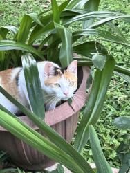 Lost Female Cat last seen Nearest by Trail Blazer Dr. in the Woodland trail west neighborhood., Woodland Trails West, TX 77040
